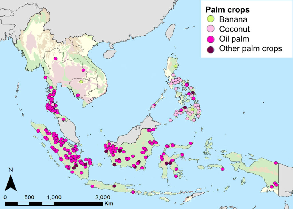 Forest Cover Transitions to Palm Crops