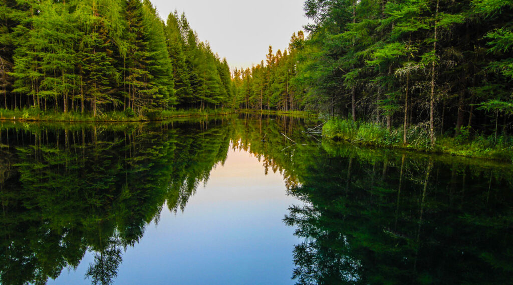 boreal forest in Michigan's Upper Peninsula