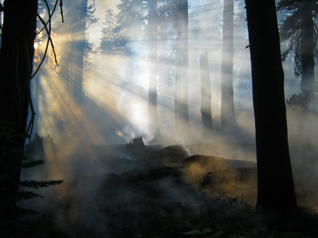 Lots of Carbon on the Ground of California forest