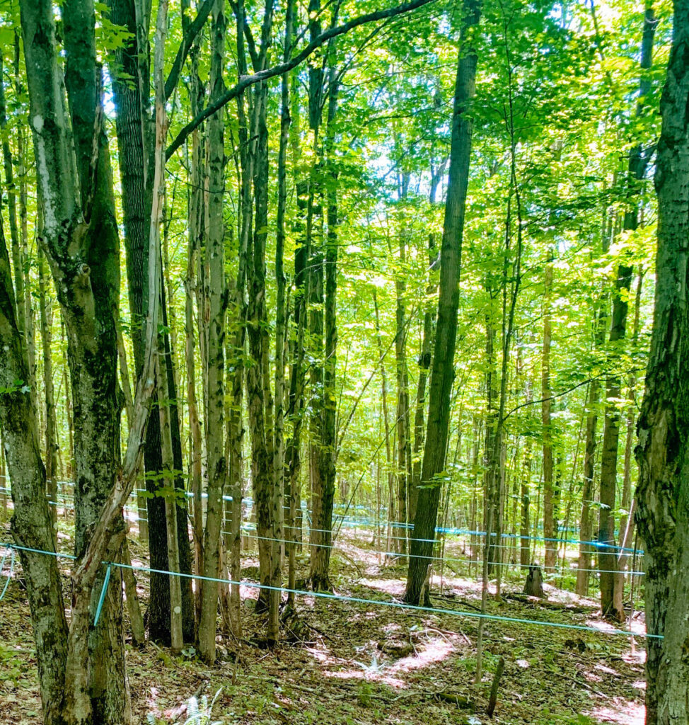 Vermont Lots of Forest, Lots of Owners